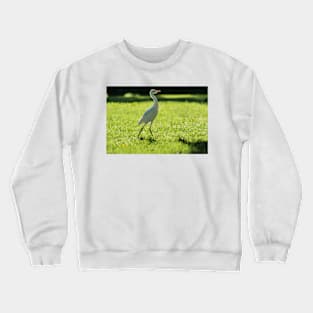 Cattle Egret: Crewneck Sweatshirt